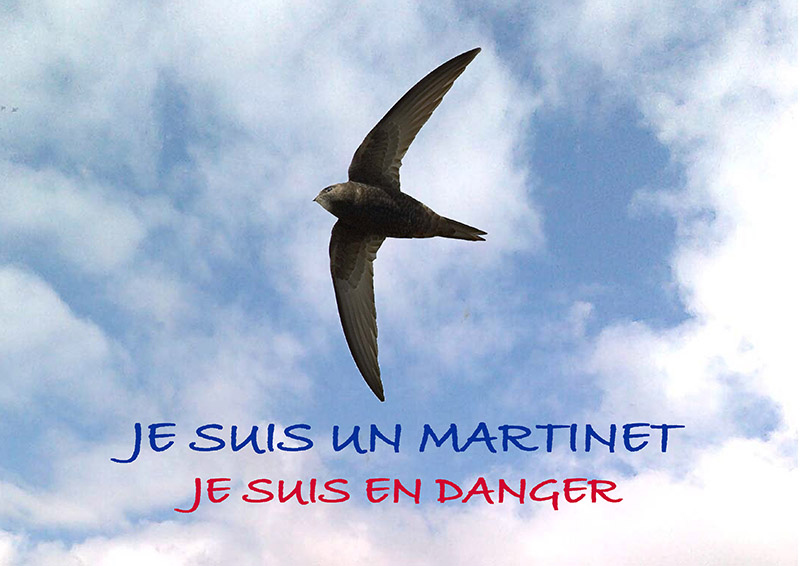 Je suis un Martinet, je suis en danger !