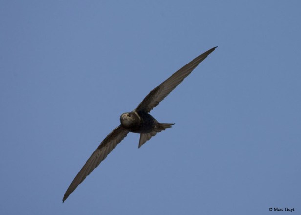 AGAMI Common Swift 12 June 2006 Katwijk Netherlands Marc Guy copie