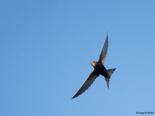 swift for swift conservation-14 copie