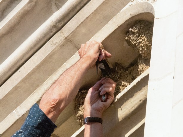 P1100006 copie_redimensionner