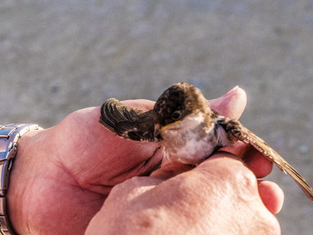 P1100024 copie_redimensionner