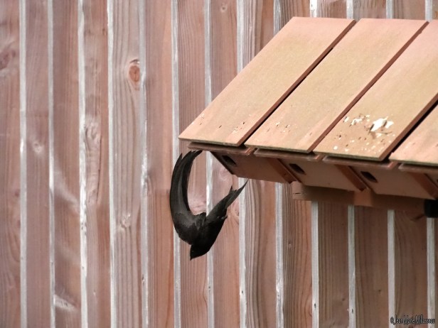 P1140834 copie_redimensionner