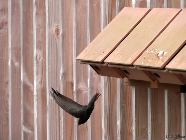 P1140835 copie_redimensionner