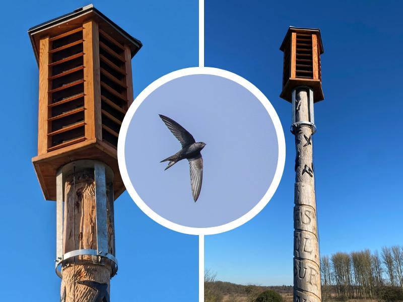 Vive les martinets au pub !