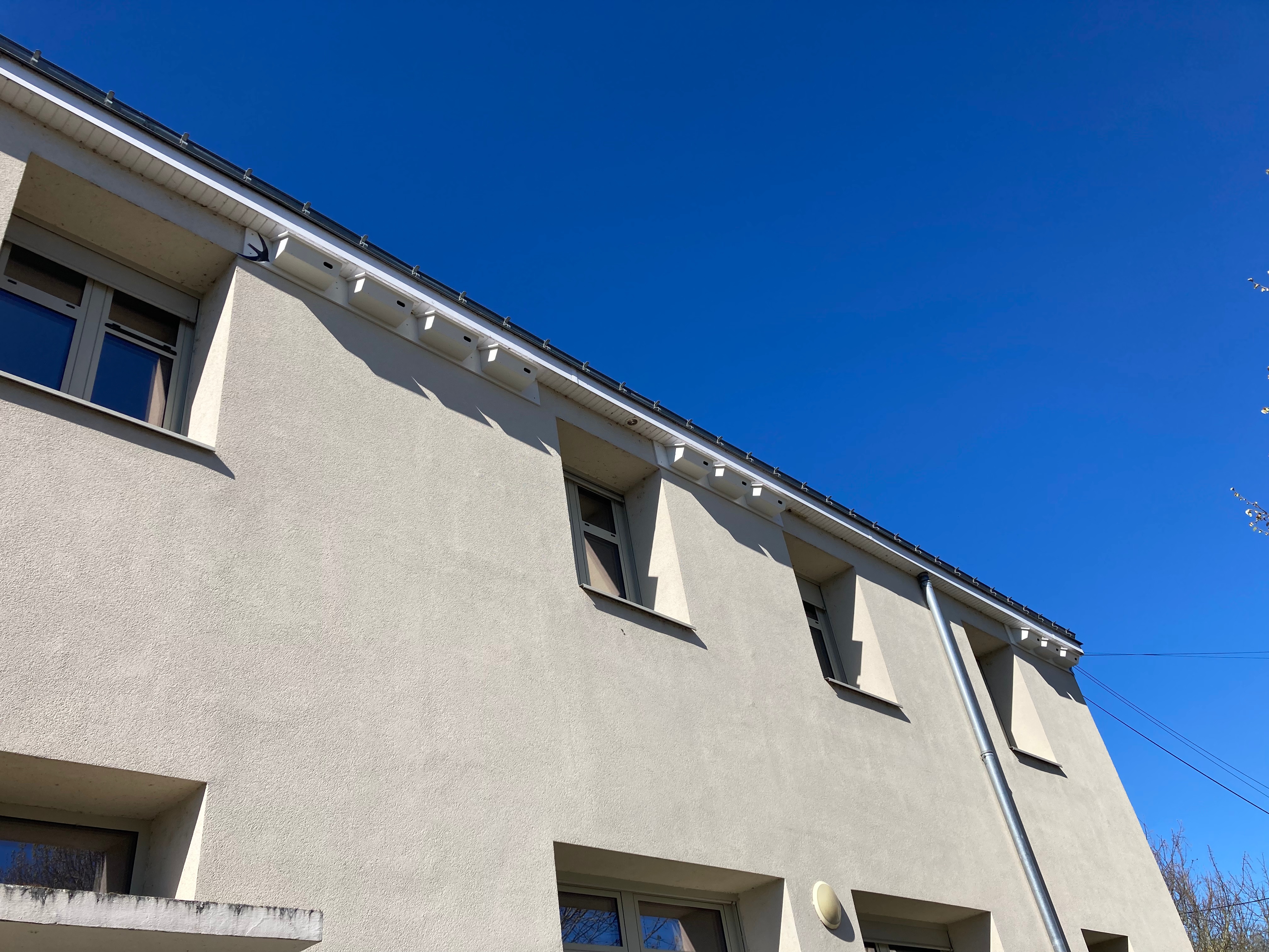 C&rsquo;est bientôt la rentrée des martinets